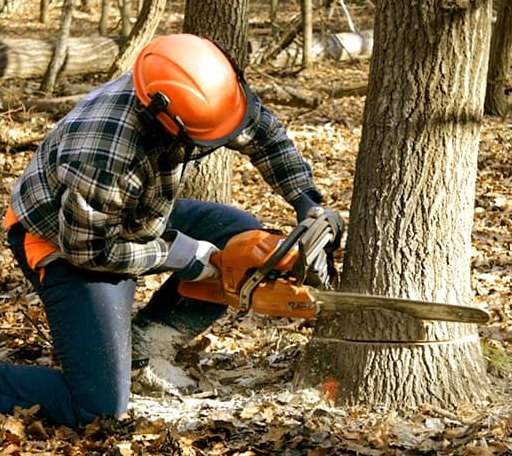 Tree Removal in Clear Lake, WI